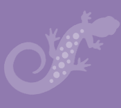 Nira Salamander Logo
